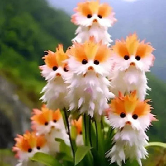 Cat Eye Dazzle Ornamental Plant Seeds | Exotic Garden Seeds + Free Plant Growth Serum – Azarbex